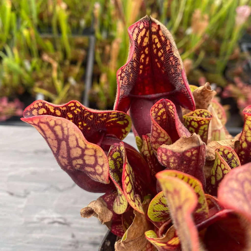 Sarracenia purpurea ssp. venosa „(Yellow Flower x luteola) x montana Tom’s Swamp“, 12-14 cm 大森食虫植物農園