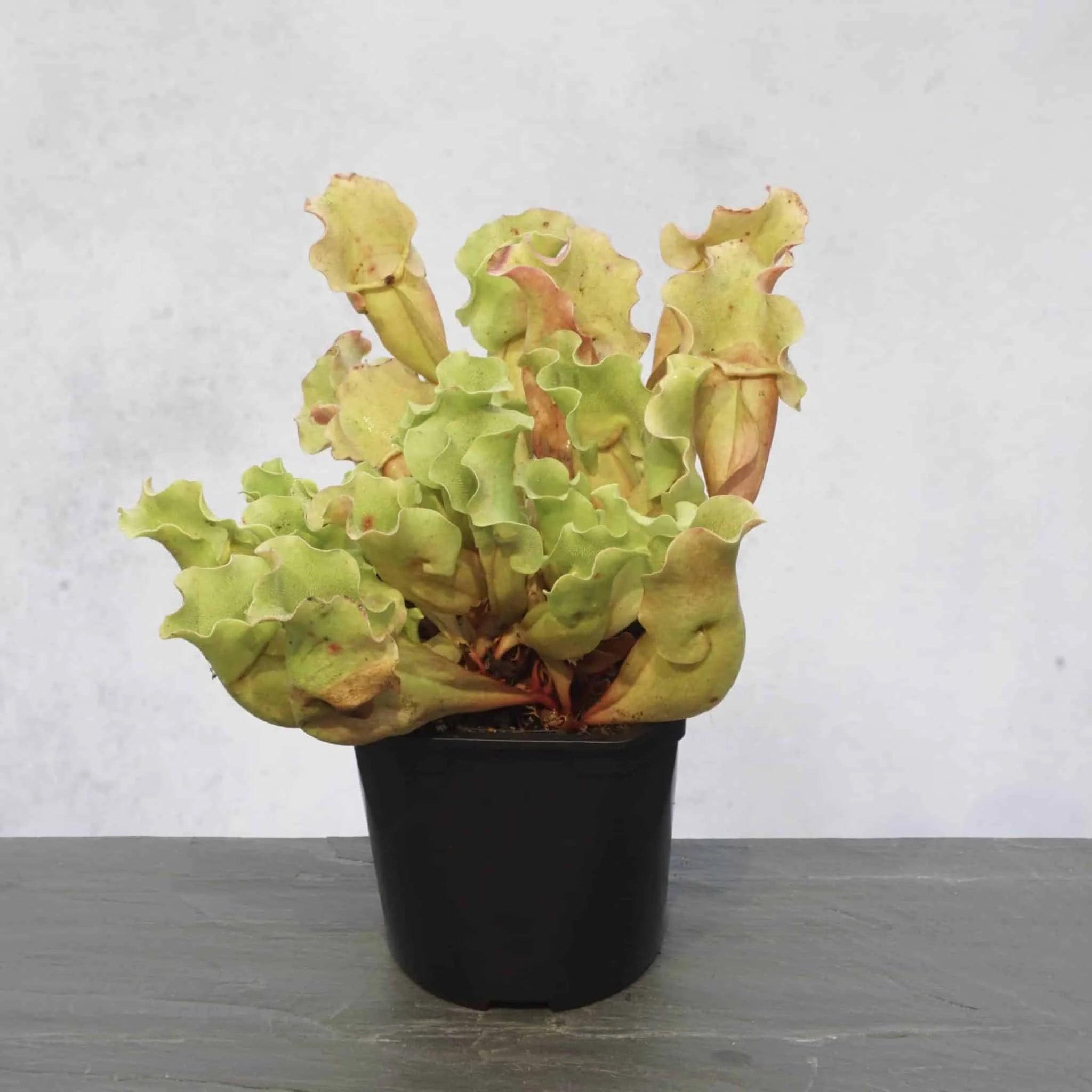 Sarracenia purpurea ssp. venosa var. burkei „Completely Veinless Plants“, 12-14 cmﾠ 大森食虫植物農園