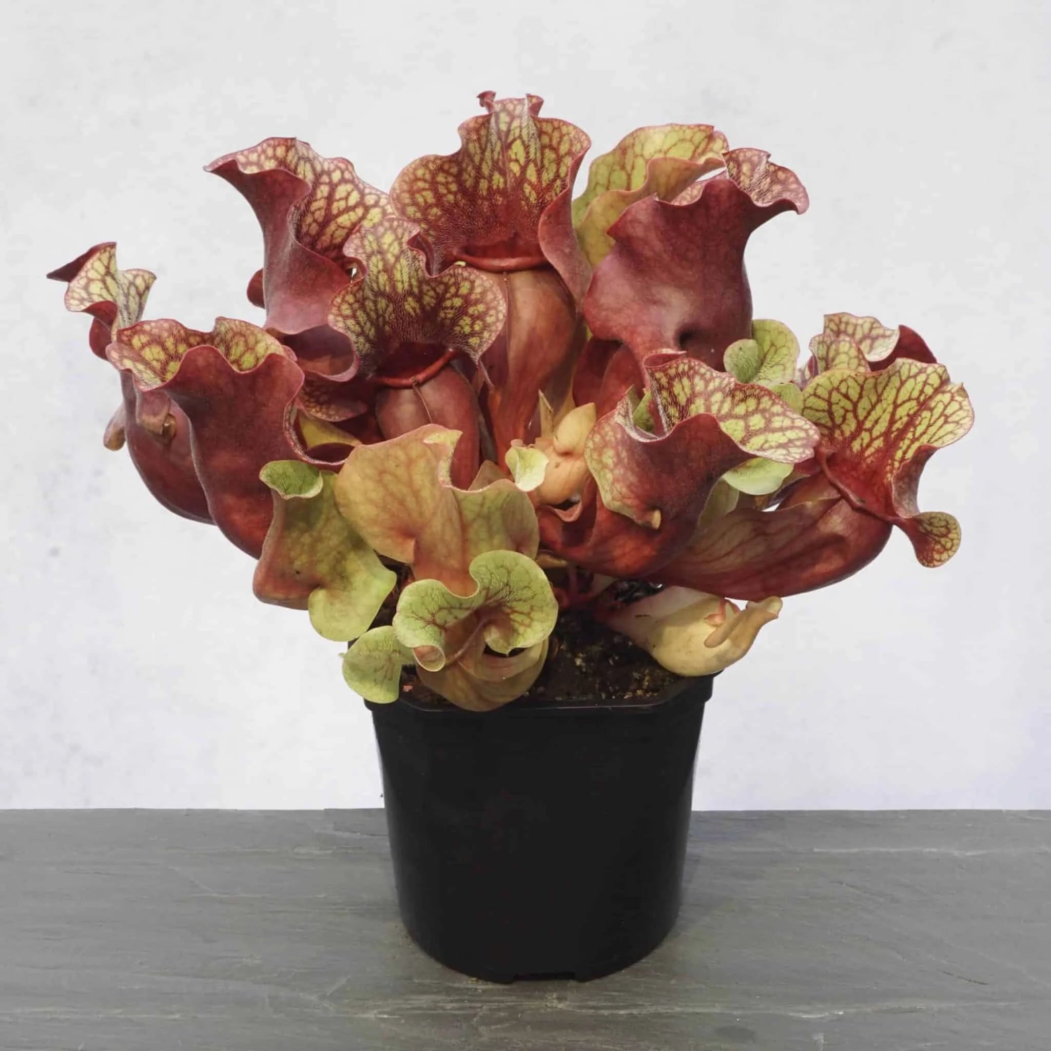 Sarracenia purpurea ssp. venosa var. burkei Chipola Giant, 20-25 cm 大森食虫植物農園
