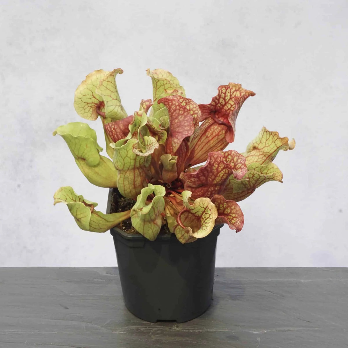 Sarracenia purpurea ssp. venosa var. burkei, Clone 1 Plantev, Citronelle, AL, 10-12 cm 大森食虫植物農園