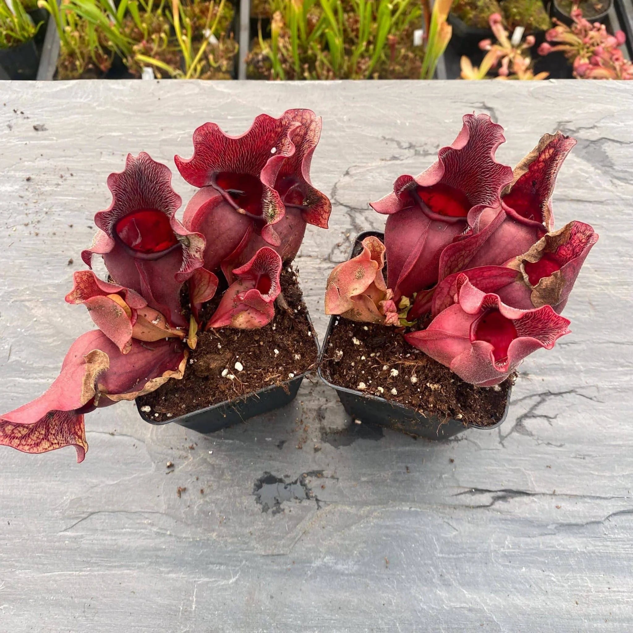 Sarracenia purpurea ssp. venosa var. burkei „Chipola Giant x venosa Buddha Belly“, 12-14 cm 大森食虫植物農園