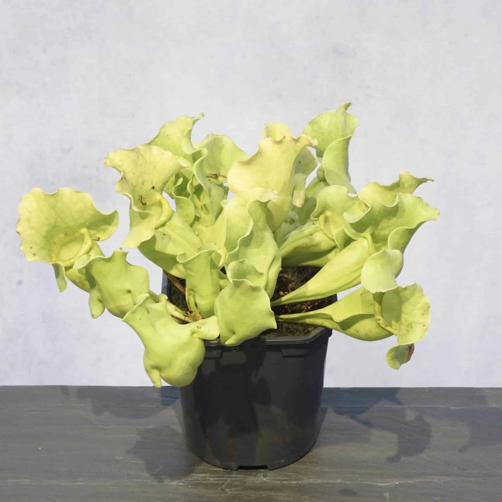 Sarracenia purpurea ssp. venosa var. burkei var. luteola, Liberty Co., 10-14 cm 大森食虫植物農園