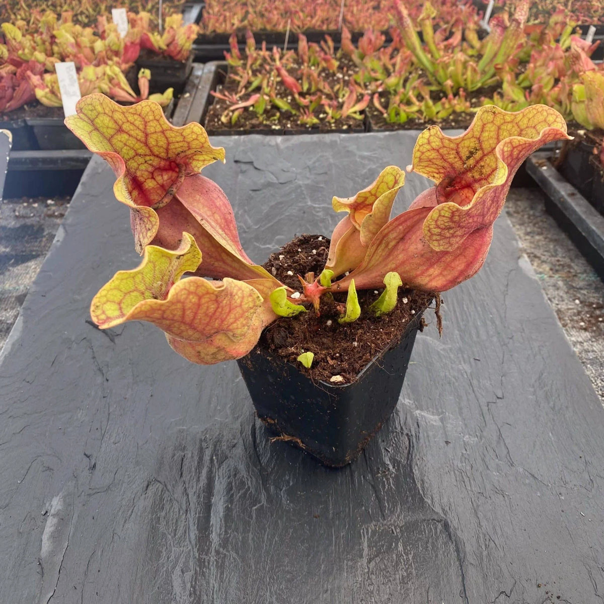 Sarracenia purpurea ssp. venosa var. burkei “Chipola Giant“ x venosa “Veinless“, 15-20 cm 大森食虫植物農園