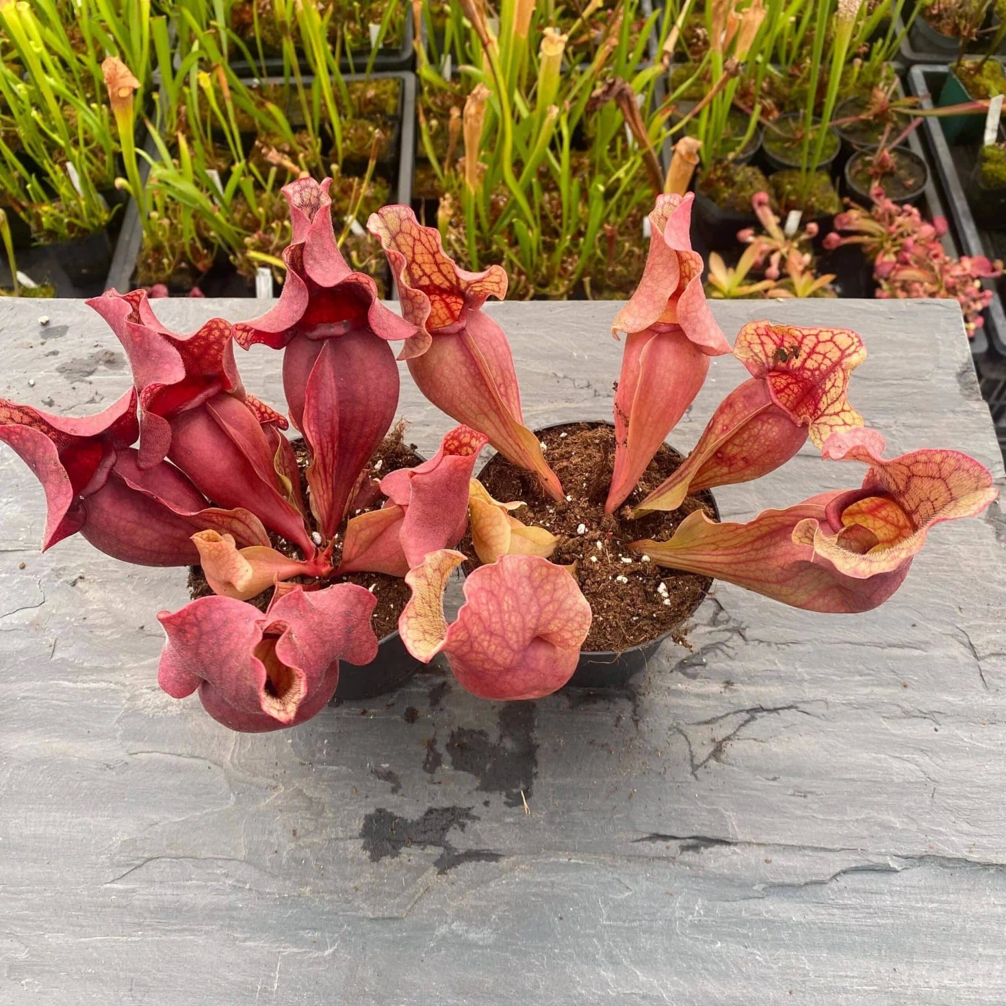 Sarracenia purpurea ssp. venosa var. burkei f. luteola x Chipola Giant, 12-14 cm 大森食虫植物農園