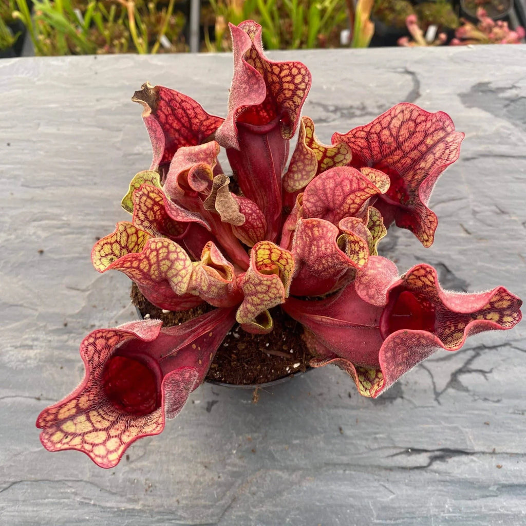 Sarracenia purpurea ssp. venosa var. burkei luteola x venosa f. yellow flower, 15-20 cmj 大森食虫植物農園