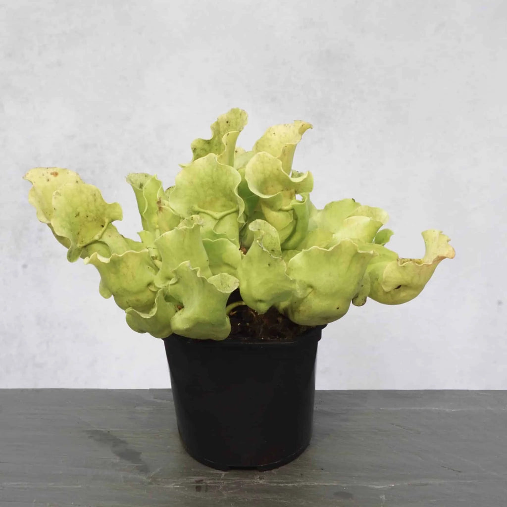 Sarracenia purpurea ssp. venosa var. burkei f. luteola, 12-15 cm 大森食虫植物農園