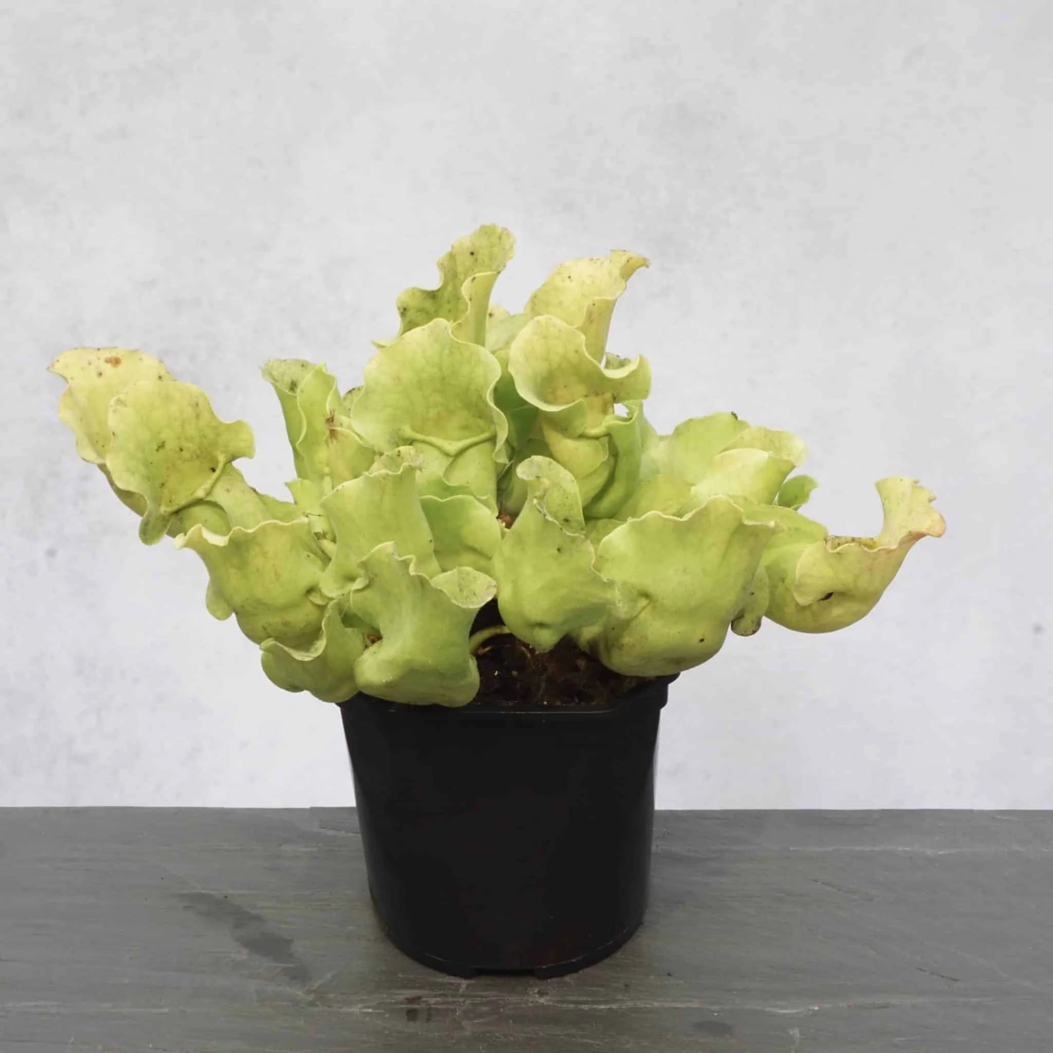 Sarracenia purpurea ssp. venosa var. burkei f. luteola, 12-15 cm 大森食虫植物農園