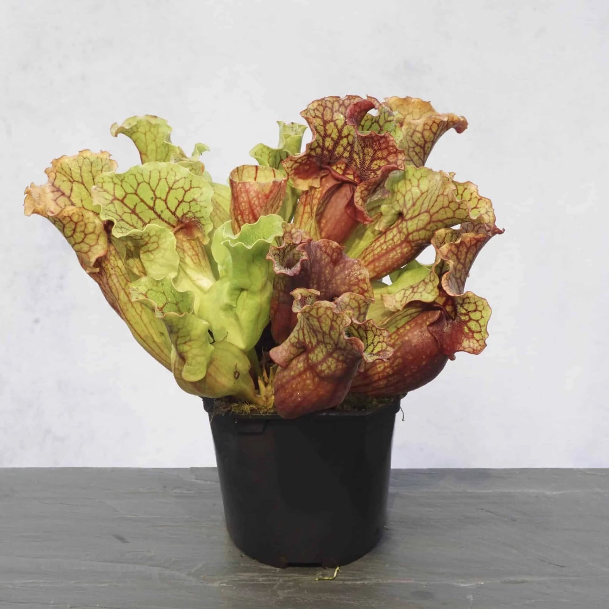 Sarracenia purpurea ssp. venosa var. burkei, Bay Co., Florida 大森食虫植物農園