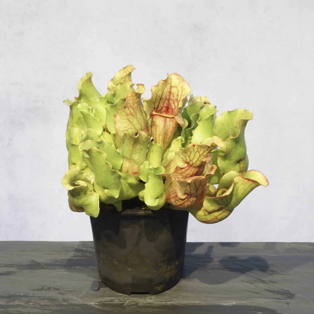 Sarracenia purpurea ssp. venosa var. burkei f. luteola x burkei „Veinless“ 大森食虫植物農園