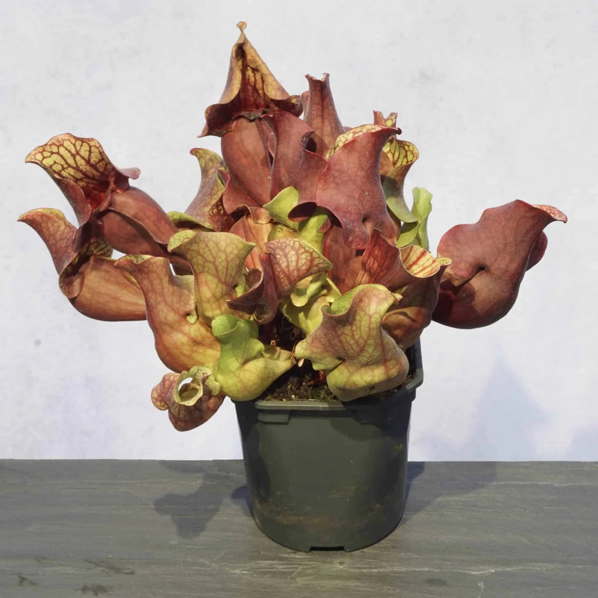 Sarracenia purpurea ssp. venosa var. burkei # SL 21, Liberty Co., Fl, 12-16 cm 大森食虫植物農園