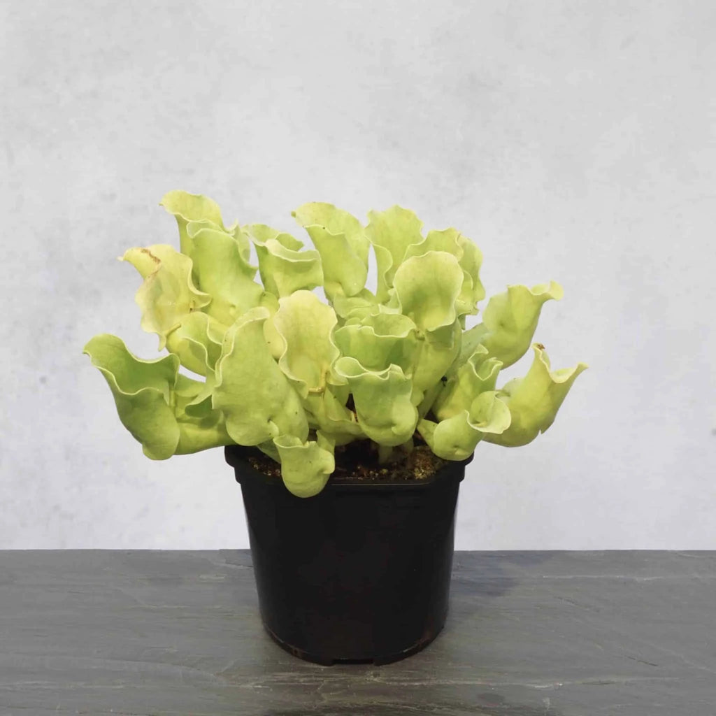 Sarracenia purpurea ssp. venosa var. burkei f. luteola, 12-15 cm 大森食虫植物農園