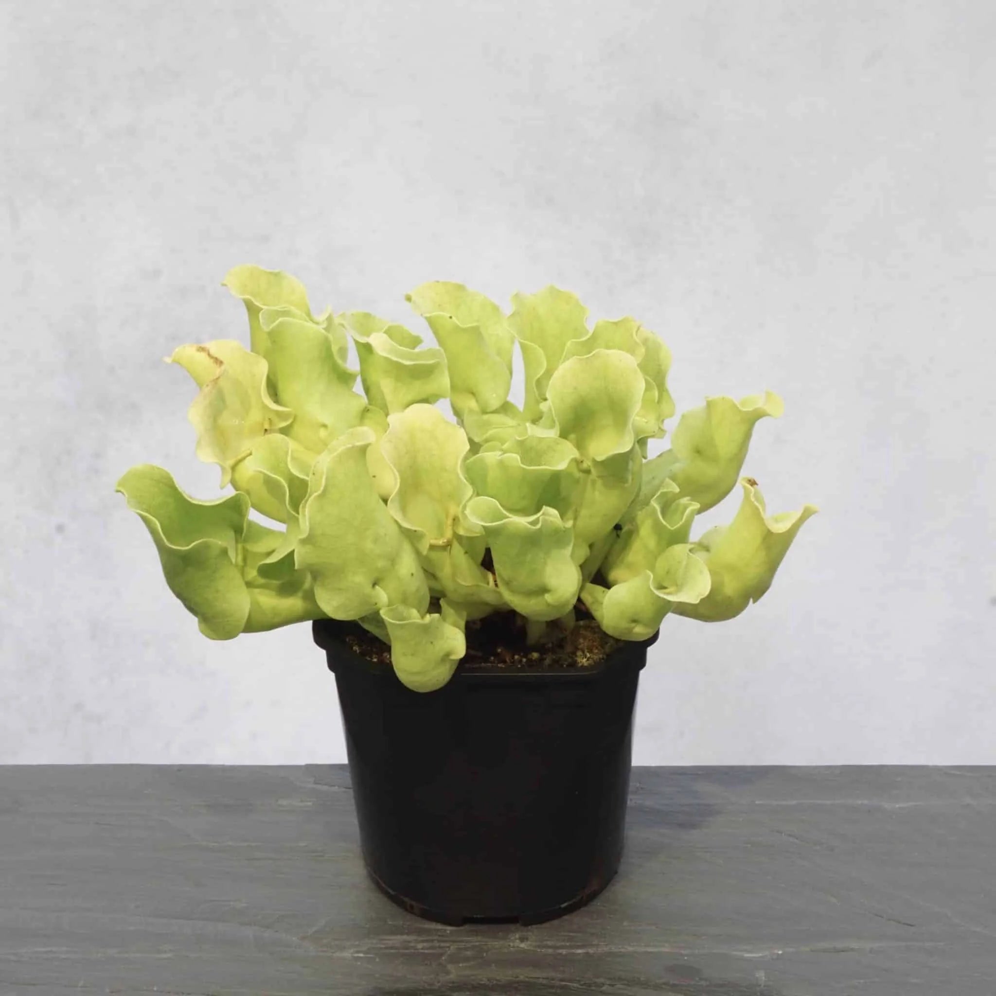 Sarracenia purpurea ssp. venosa var. burkei f. luteola, 12-15 cm 大森食虫植物農園