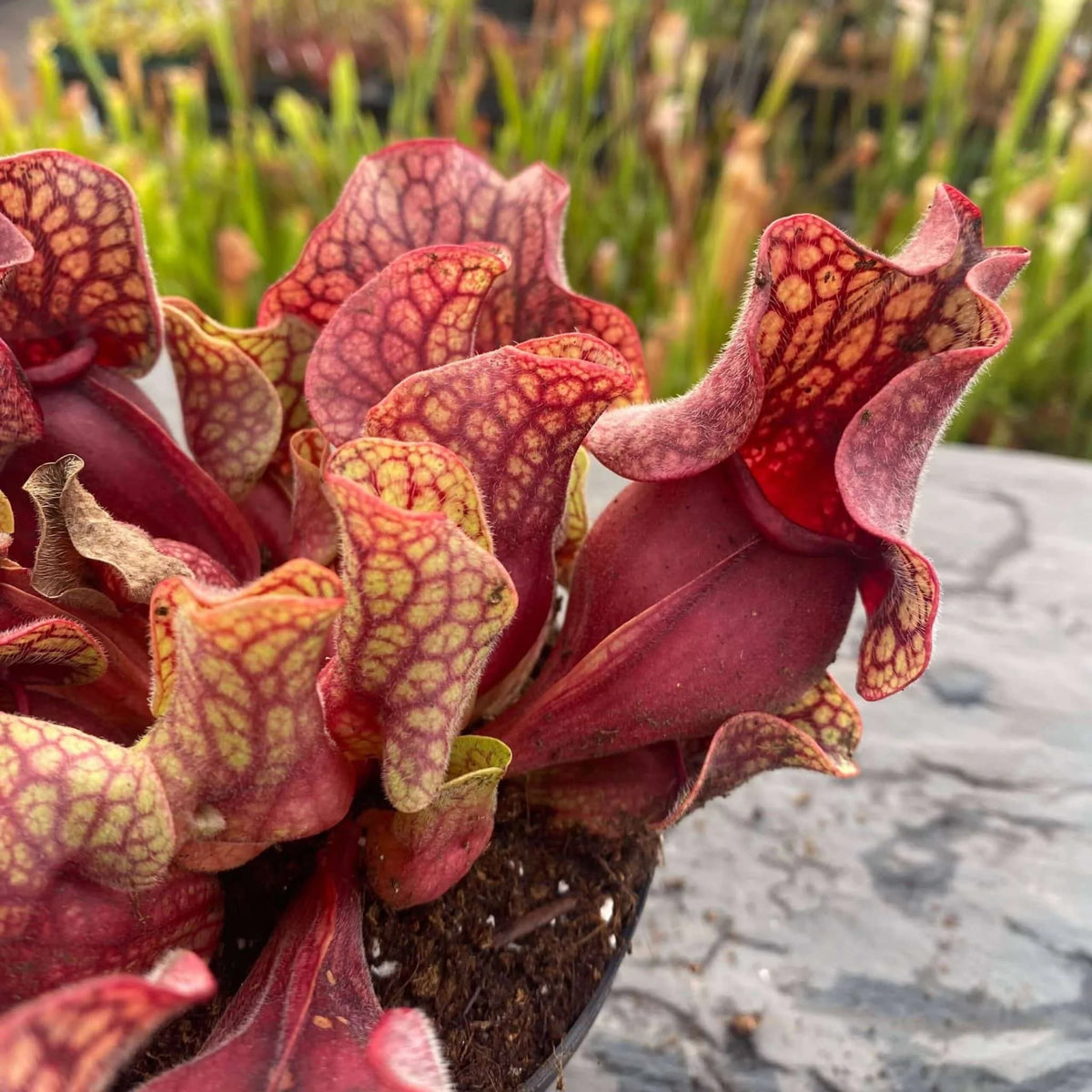 Sarracenia purpurea ssp. venosa var. burkei luteola x venosa f. yellow flower, 15-20 cm 大森食虫植物農園