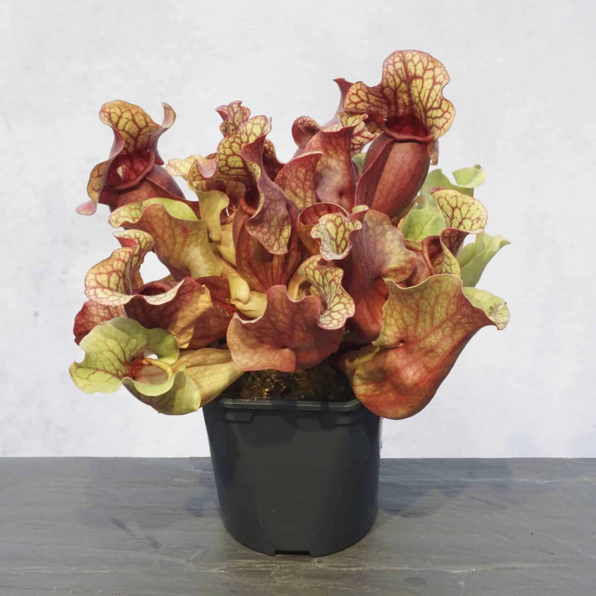 Sarracenia purpurea ssp. venosa var. burkei “Chipola Giant“, 14-20 cm 大森食虫植物農園