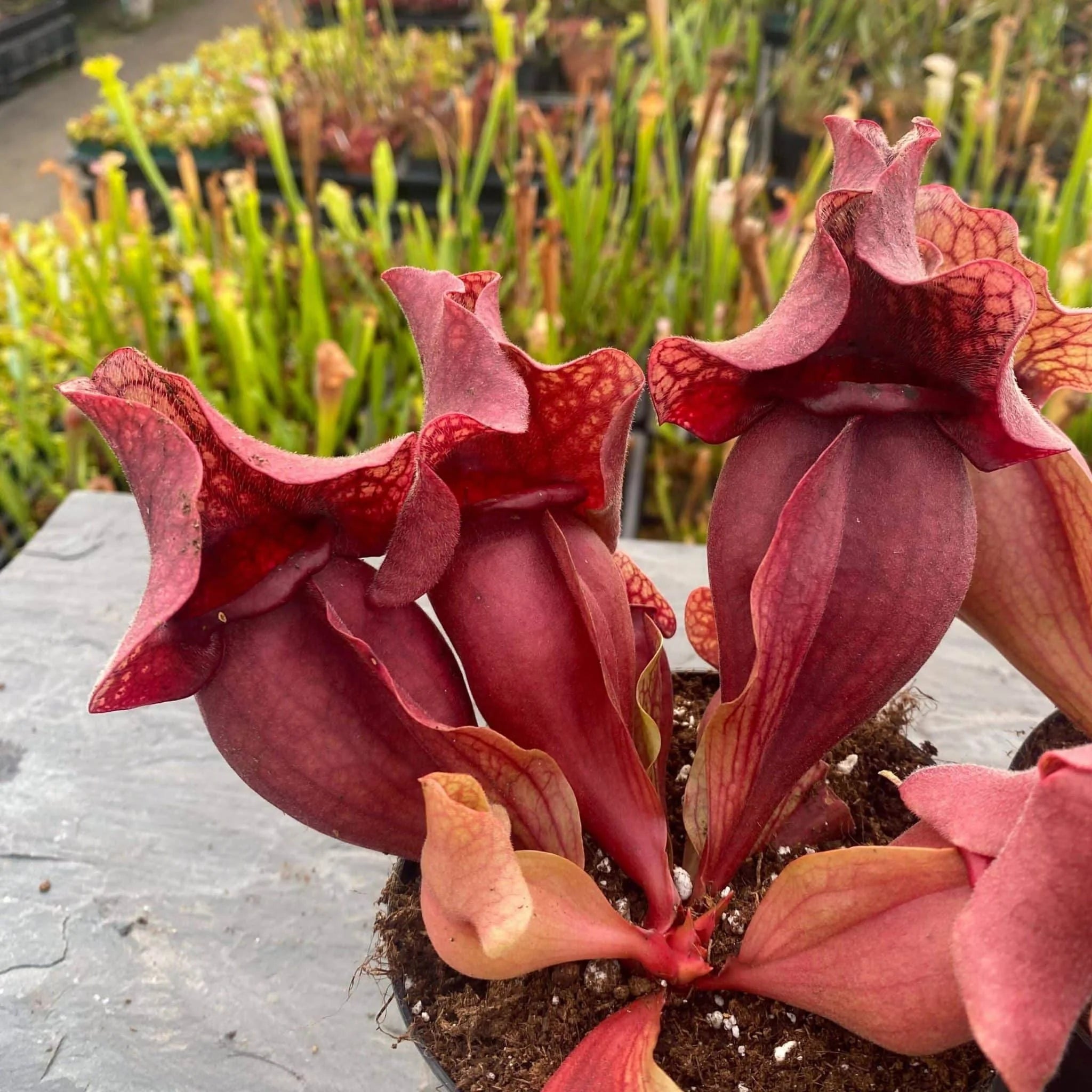 Sarracenia purpurea ssp. venosa var. burkei f. luteola x Chipola Giant, 12-14 cm 大森食虫植物農園