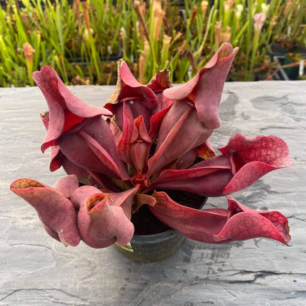 Sarracenia purpurea ssp. venosa var. burkei # SL 21, Liberty Co., Fl, 12-16 cm 大森食虫植物農園