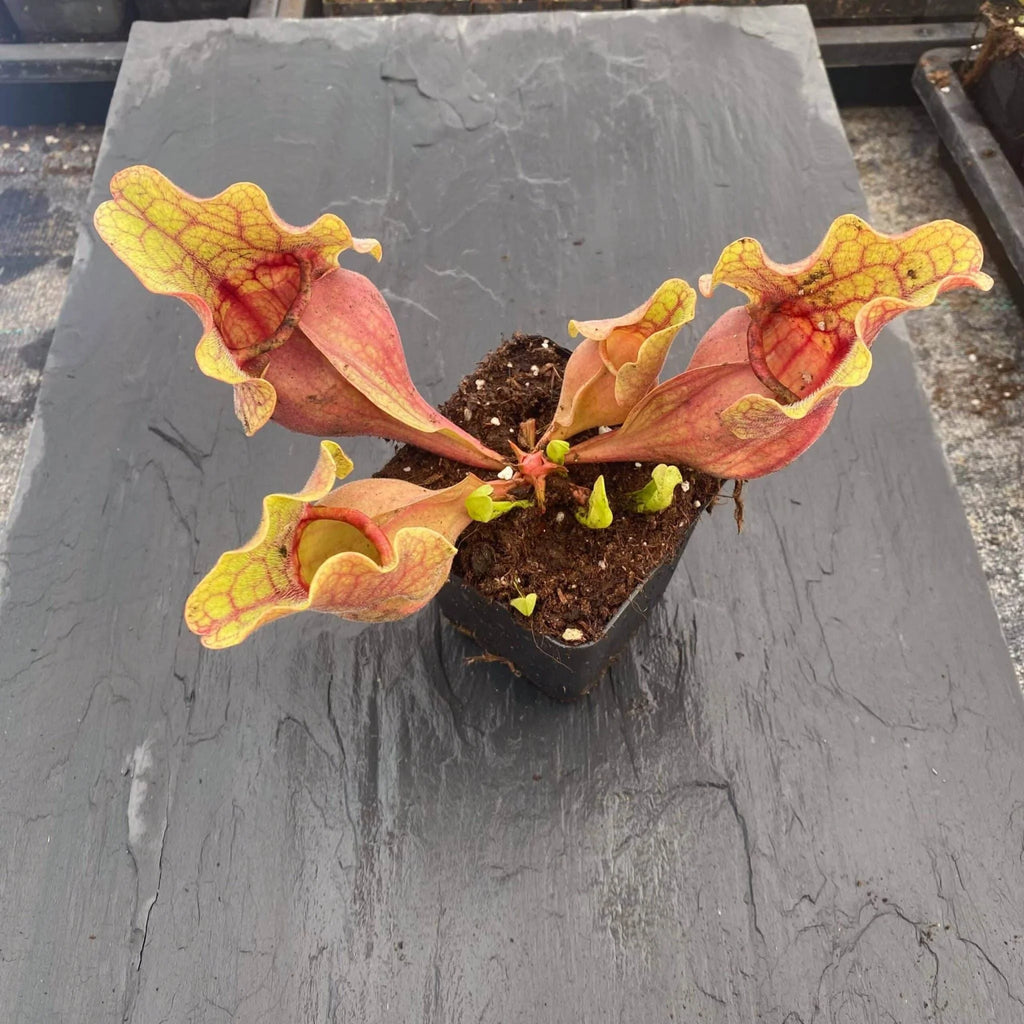 Sarracenia purpurea ssp. venosa var. burkei „Chipola Giant“ x venosa „Veinless“, 15-20 cm 大森食虫植物農園