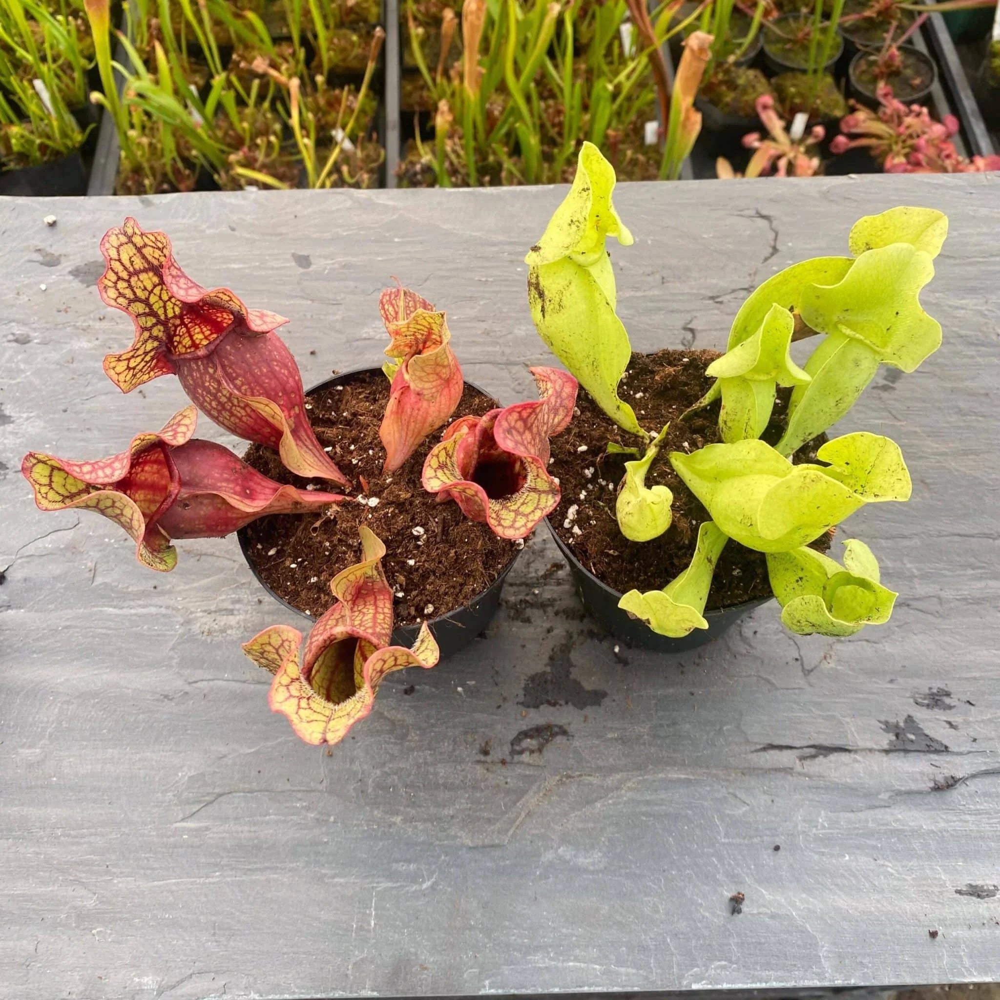 Sarracenia purpurea ssp. venosa var. burkei f. luteola x burkei „Veinless“ 大森食虫植物農園