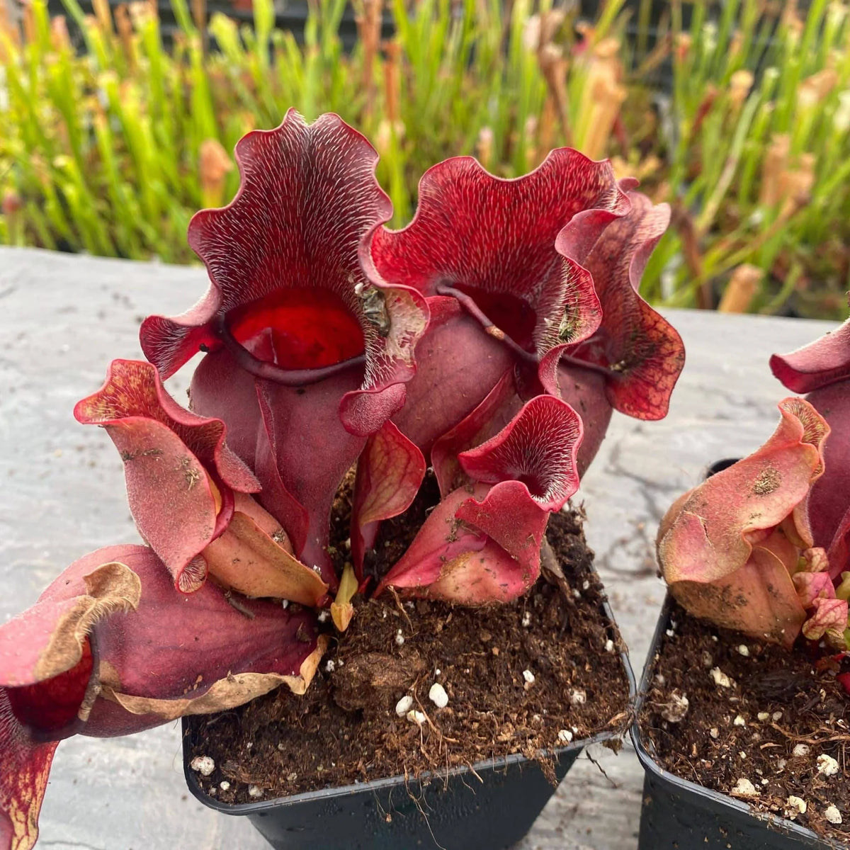 Sarracenia purpurea ssp. venosa var. burkei “Chipola Giant x venosa Buddha Belly“, 12-14 cm 大森食虫植物農園