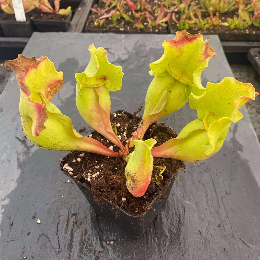 Sarracenia purpurea ssp. venosa var. burkei „Completely Veinless Plants“, 15-20 cmﾠ 大森食虫植物農園