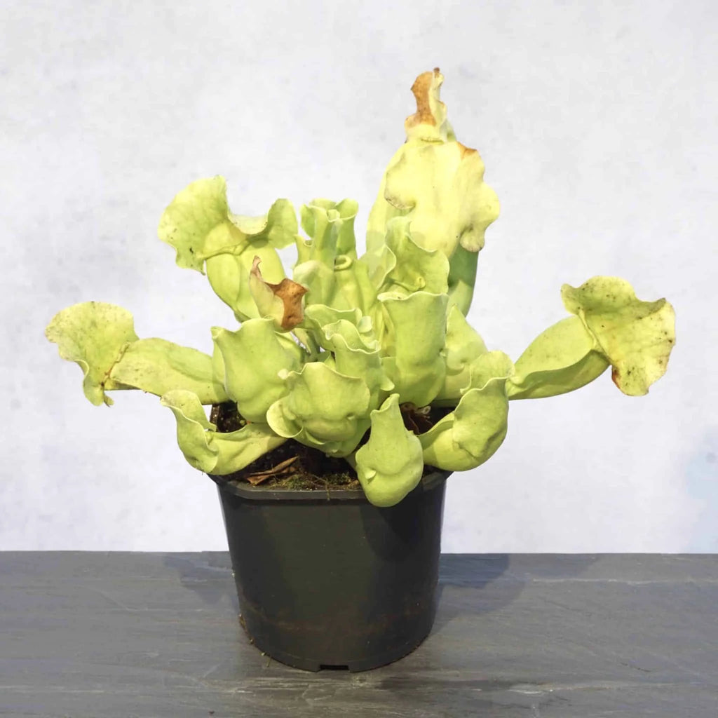 Sarracenia purpurea ssp. venosa var. burkei f. luteola, 12-15 cm 大森食虫植物農園