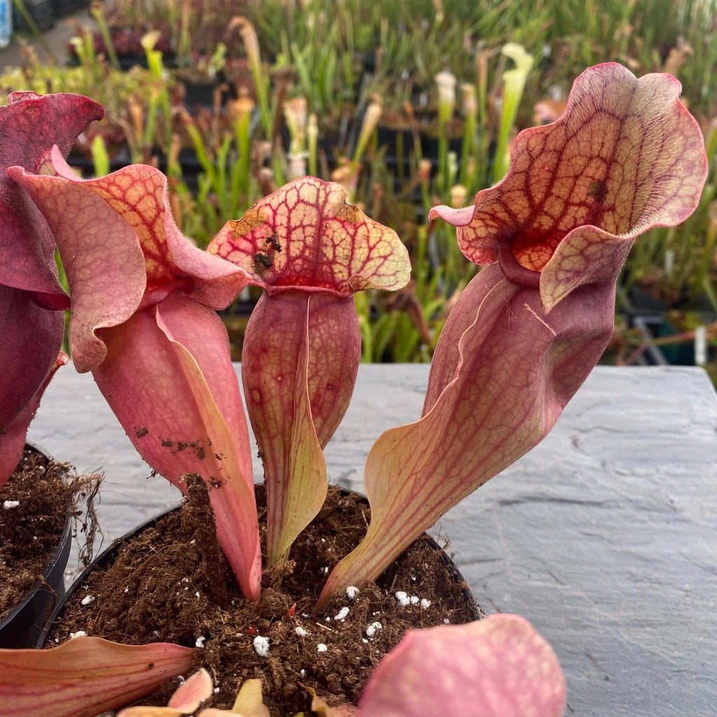 Sarracenia purpurea ssp. venosa var. burkei f. luteola x Chipola Giant, 12-14 cm 大森食虫植物農園