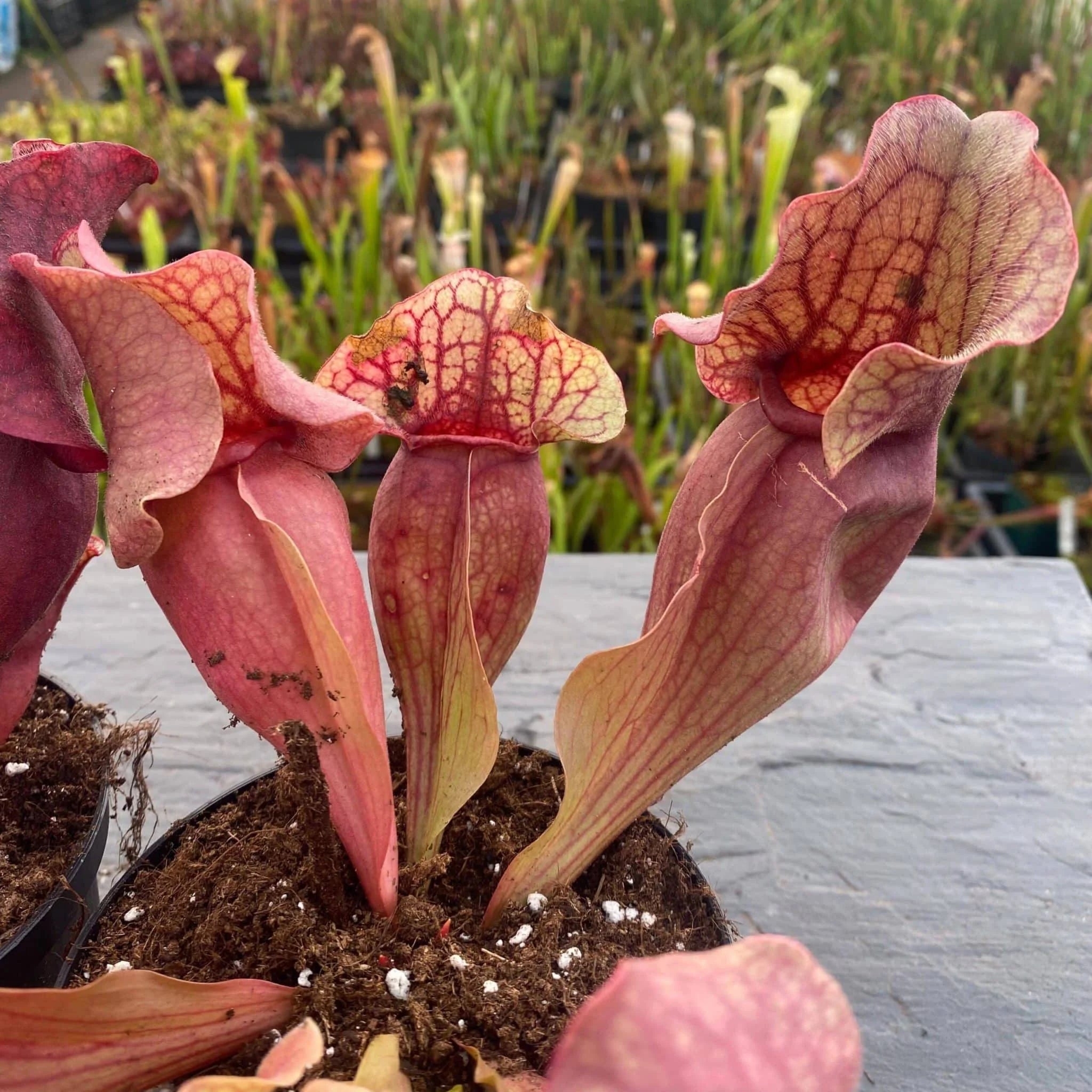 Sarracenia purpurea ssp. venosa var. burkei f. luteola x Chipola Giant, 12-14 cm 大森食虫植物農園