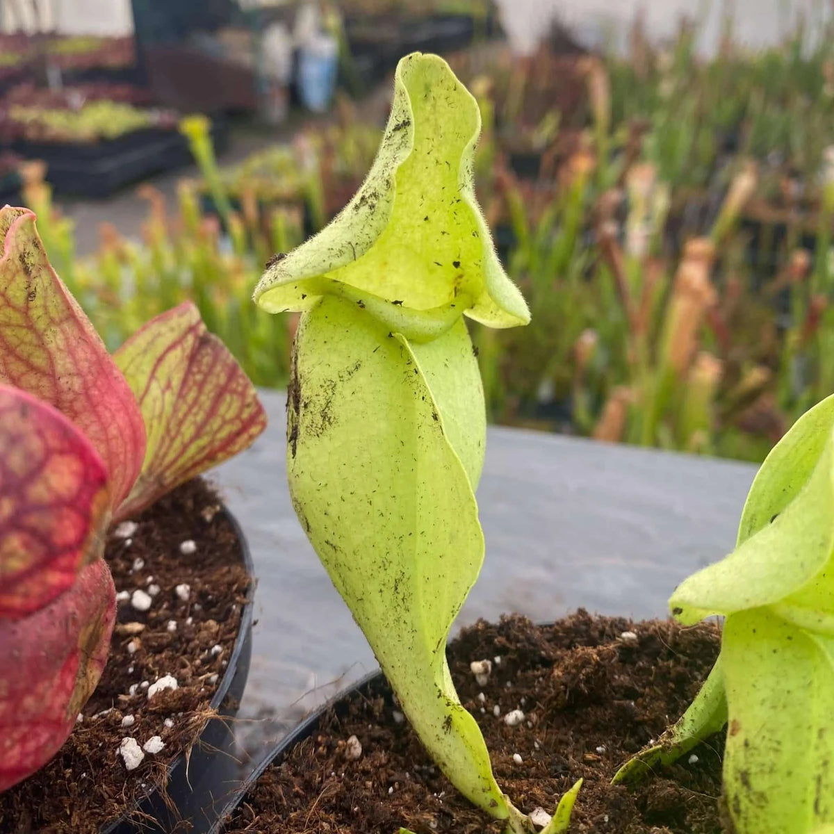 Sarracenia purpurea ssp. venosa var. burkei f. luteola x burkei “Veinless“ 大森食虫植物農園