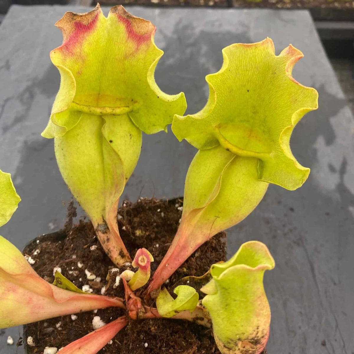 Sarracenia purpurea ssp. venosa var. burkei “Completely Veinless Plants“, 15-20 cm 大森食虫植物農園