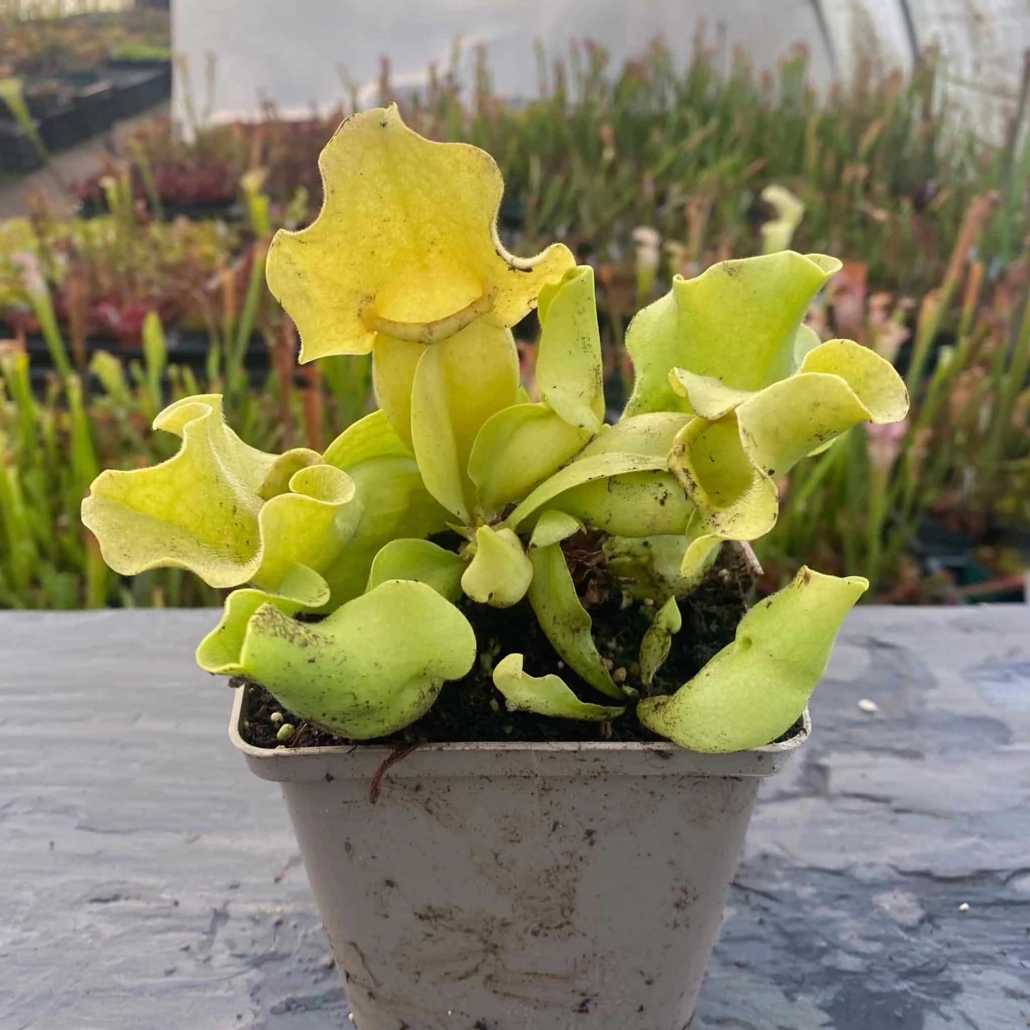 Sarracenia purpurea ssp. venosa var. burkei var. luteola, Liberty Co., 10-14 cm 大森食虫植物農園