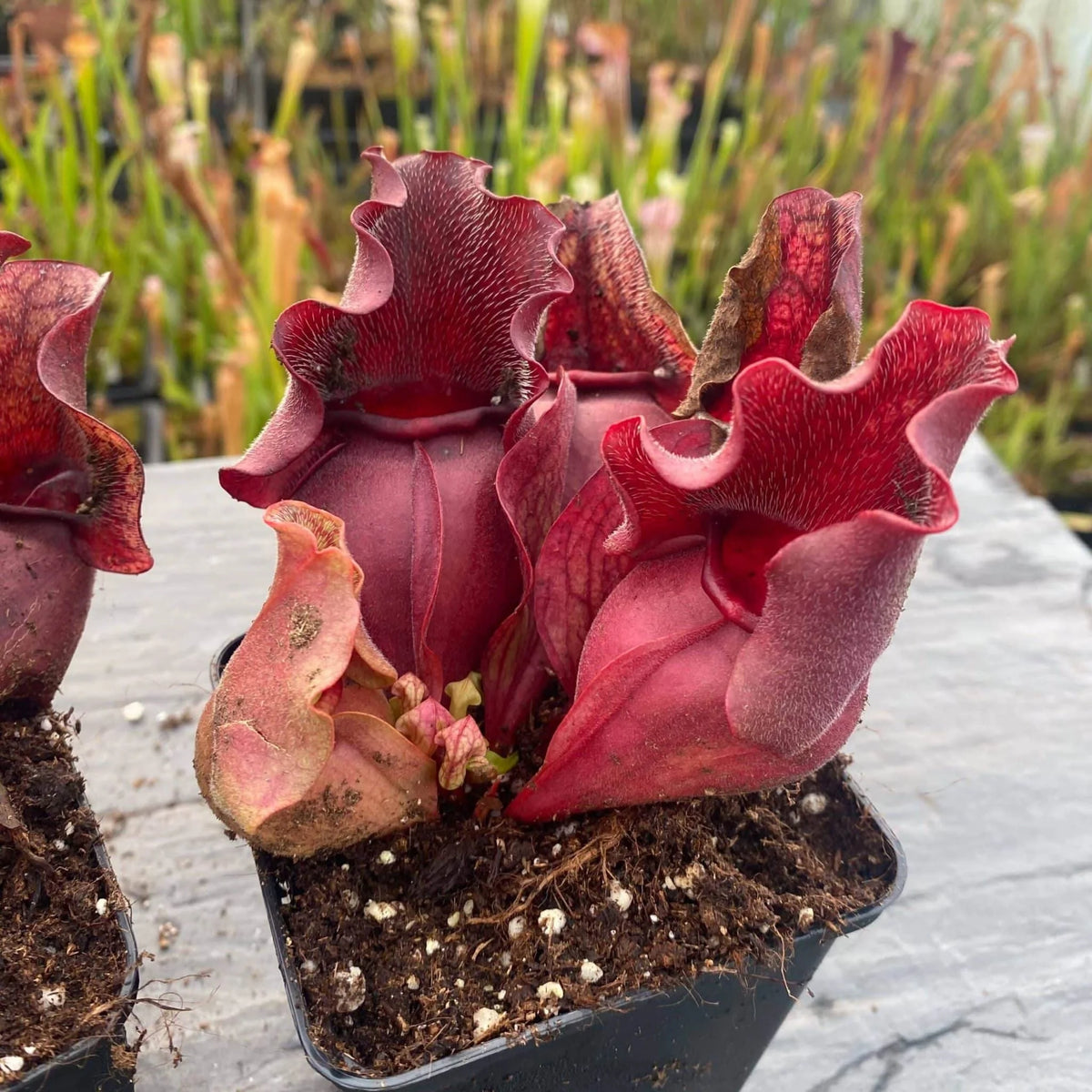 Sarracenia purpurea ssp. venosa var. burkei “Chipola Giant x venosa Buddha Belly“, 12-14 cm 大森食虫植物農園