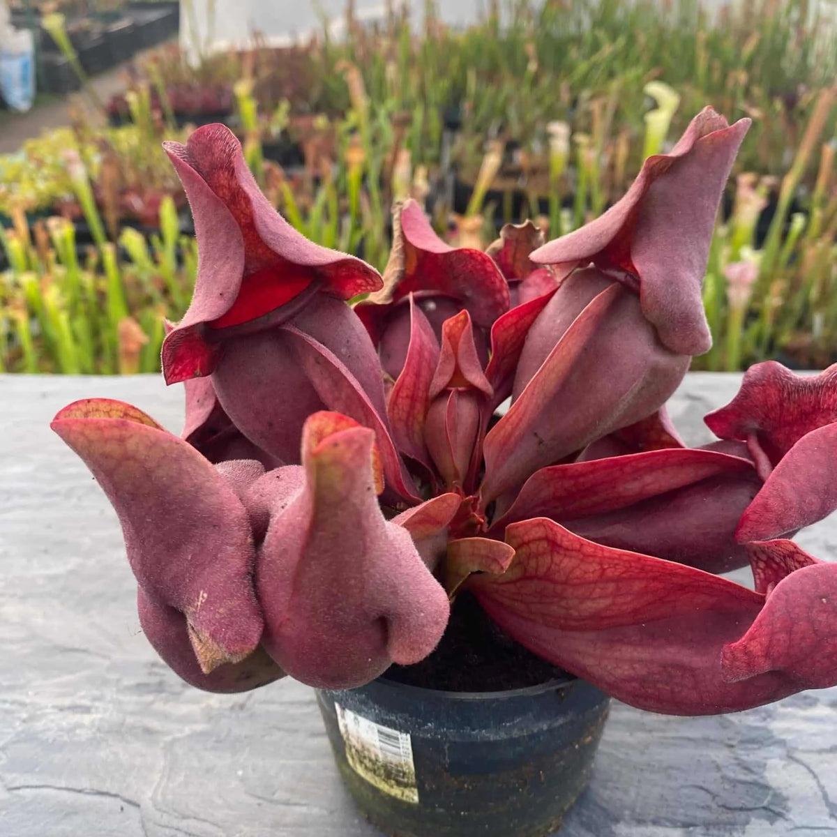 Sarracenia purpurea ssp. venosa var. burkei # SL 21, Liberty Co., Fl, 12-16 cm 大森食虫植物農園