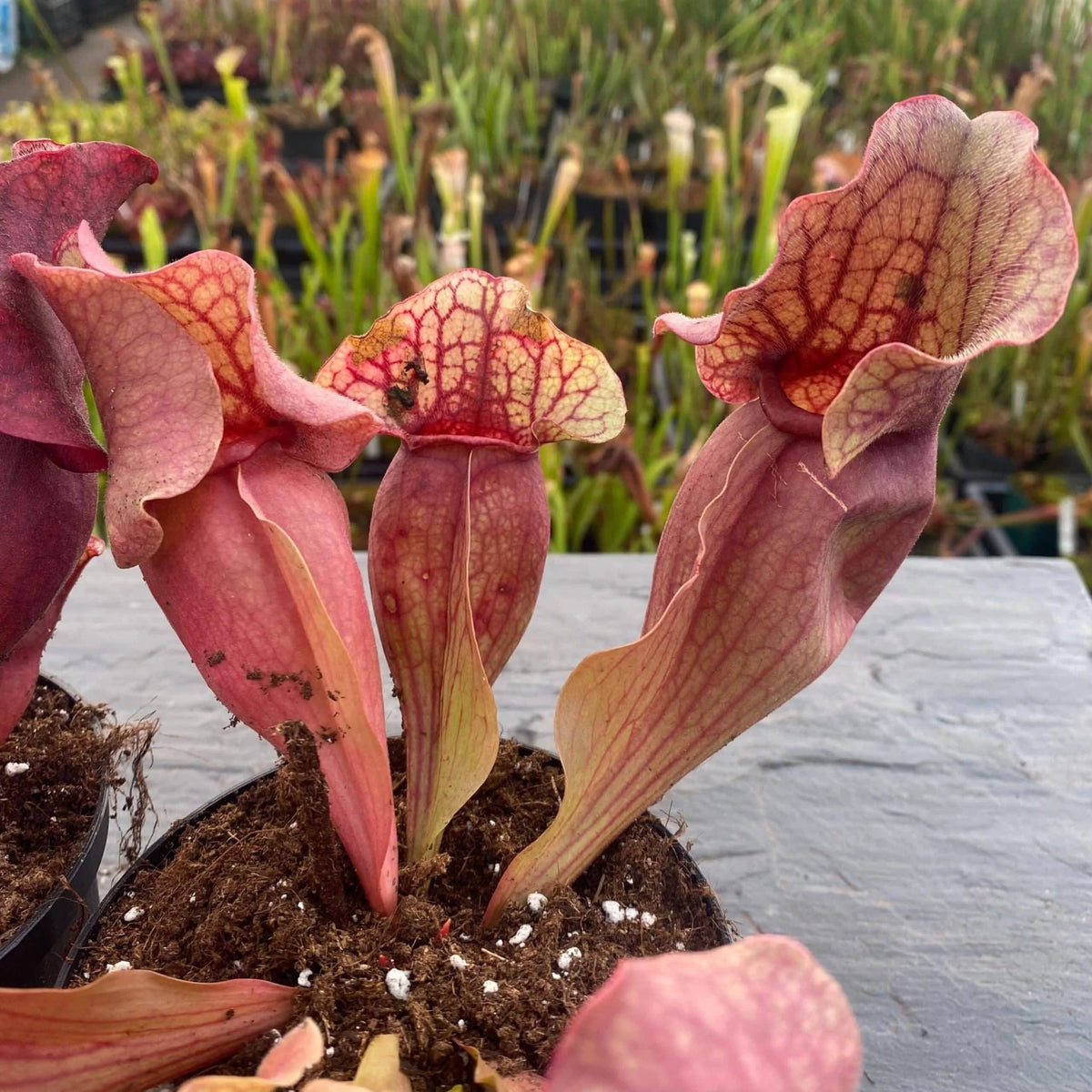 Sarracenia purpurea ssp. venosa var. burkei f. luteola x Chipola Giant, 12-14 cm 大森食虫植物農園