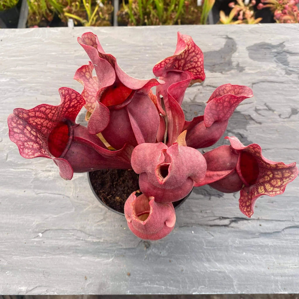 Sarracenia purpurea ssp. venosa var. burkei „Chipola Giant“, 14-20 cm 大森食虫植物農園