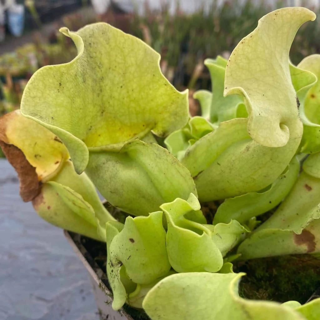 Sarracenia purpurea ssp. venosa var. burkei f. luteola, 12-15 cm 大森食虫植物農園