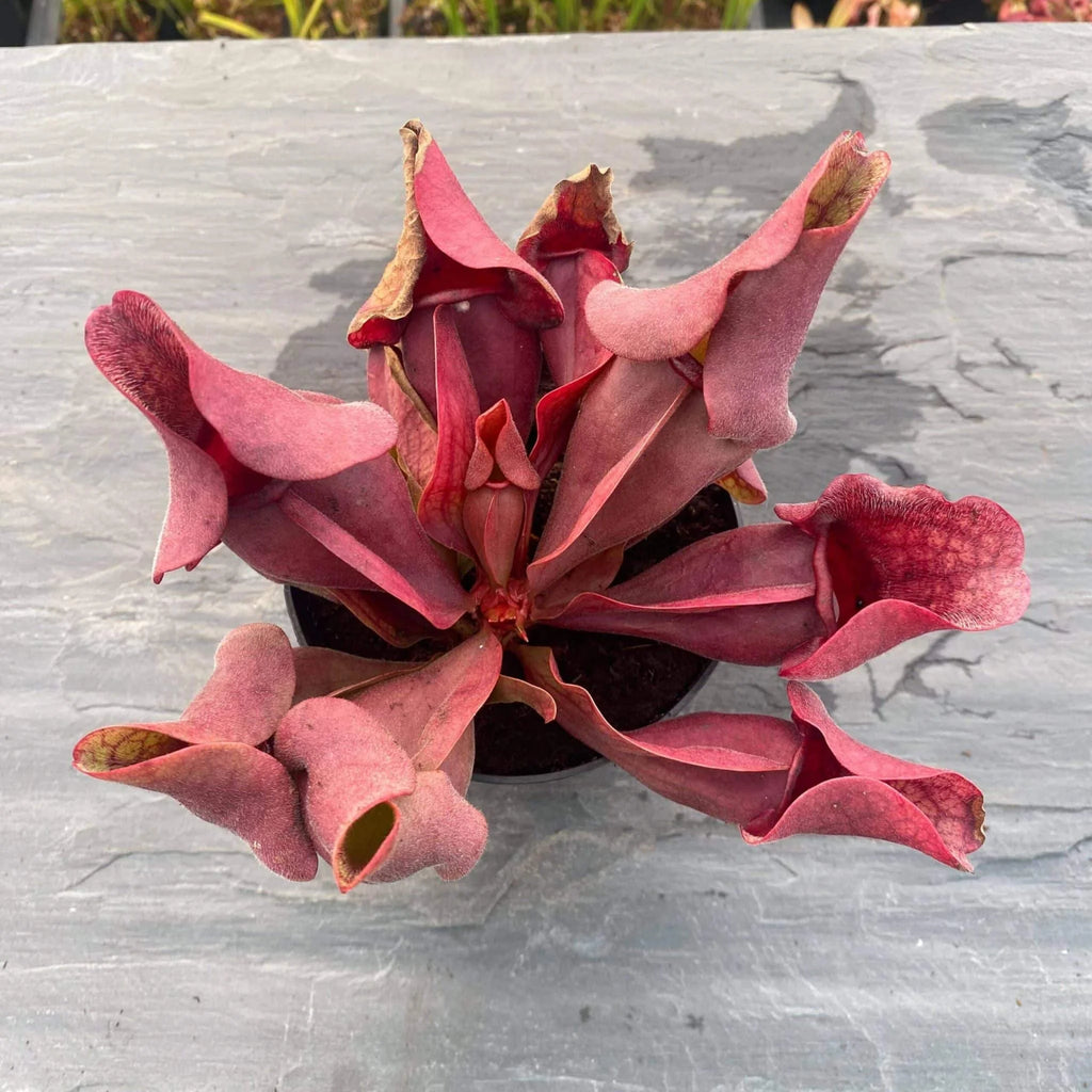 Sarracenia purpurea ssp. venosa var. burkei # SL 21, Liberty Co., Fl, 12-16 cm 大森食虫植物農園