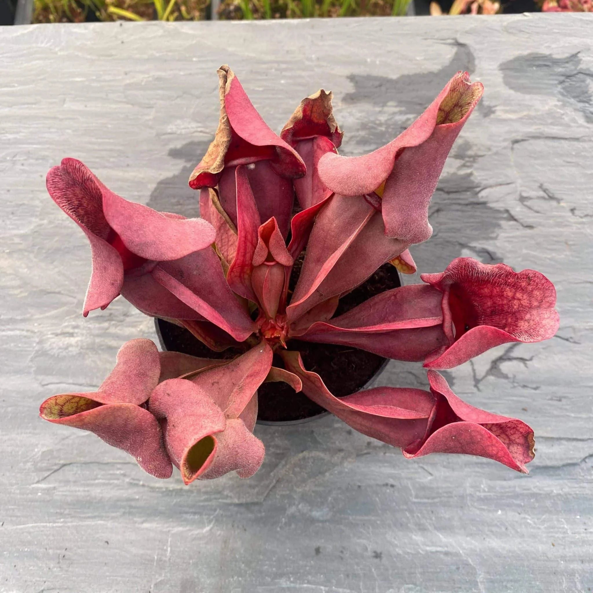 Sarracenia purpurea ssp. venosa var. burkei # SL 21, Liberty Co., Fl, 12-16 cm 大森食虫植物農園