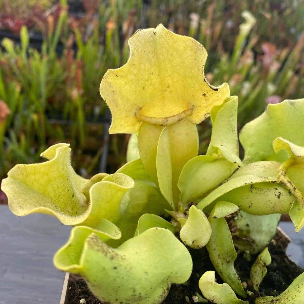 Sarracenia purpurea ssp. venosa var. burkei var. luteola, Liberty Co., 10-14 cm 大森食虫植物農園