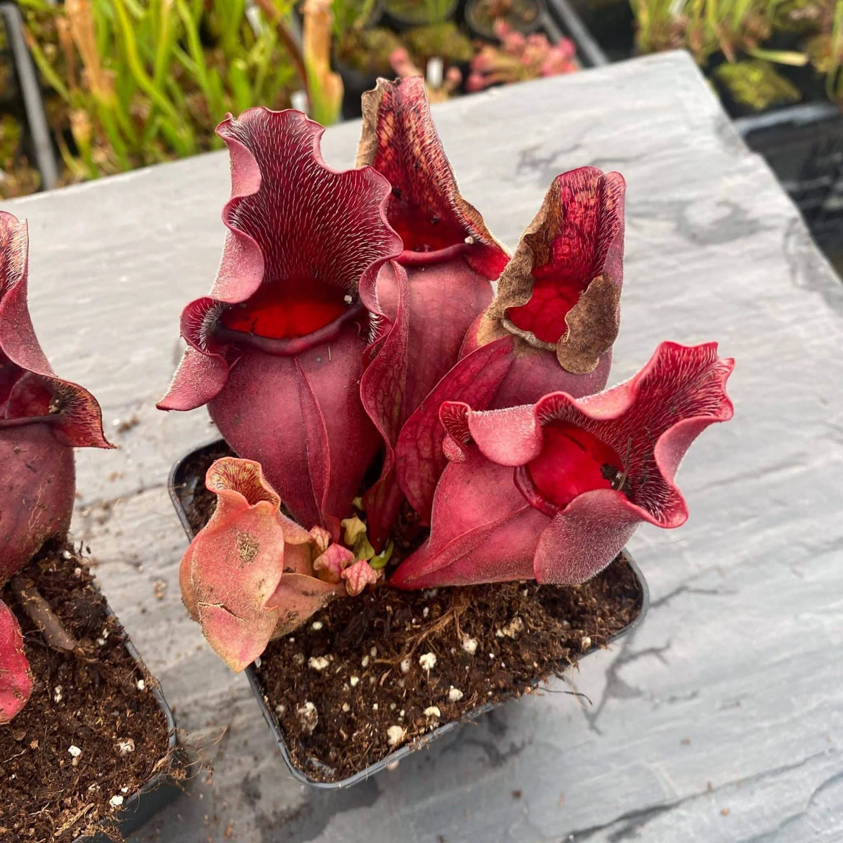 Sarracenia purpurea ssp. venosa var. burkei “Chipola Giant x venosa Buddha Belly“, 12-14 cm 大森食虫植物農園