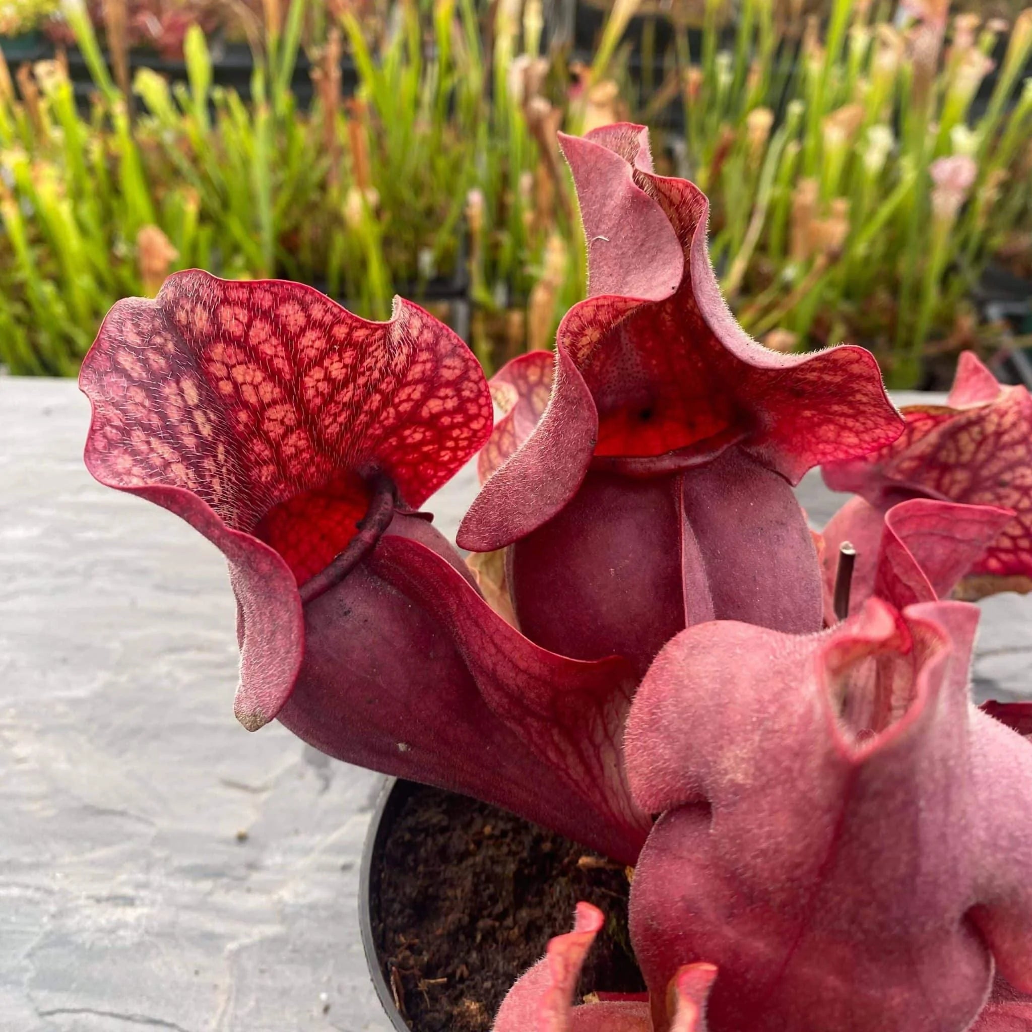 Sarracenia purpurea ssp. venosa var. burkei „Chipola Giant“, 14-20 cm 大森食虫植物農園