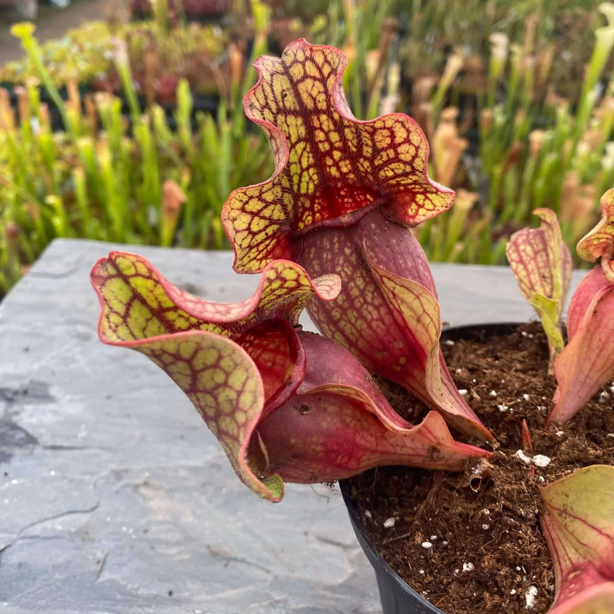 Sarracenia purpurea ssp. venosa var. burkei f. luteola x burkei “Veinless“ 大森食虫植物農園