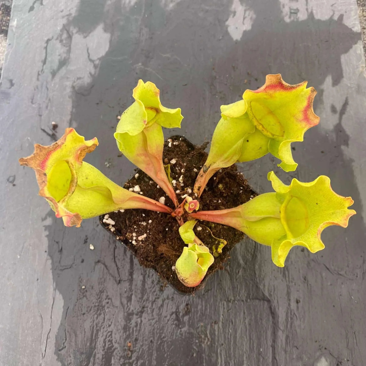 Sarracenia purpurea ssp. venosa var. burkei “Completely Veinless Plants“, 15-20 cm 大森食虫植物農園