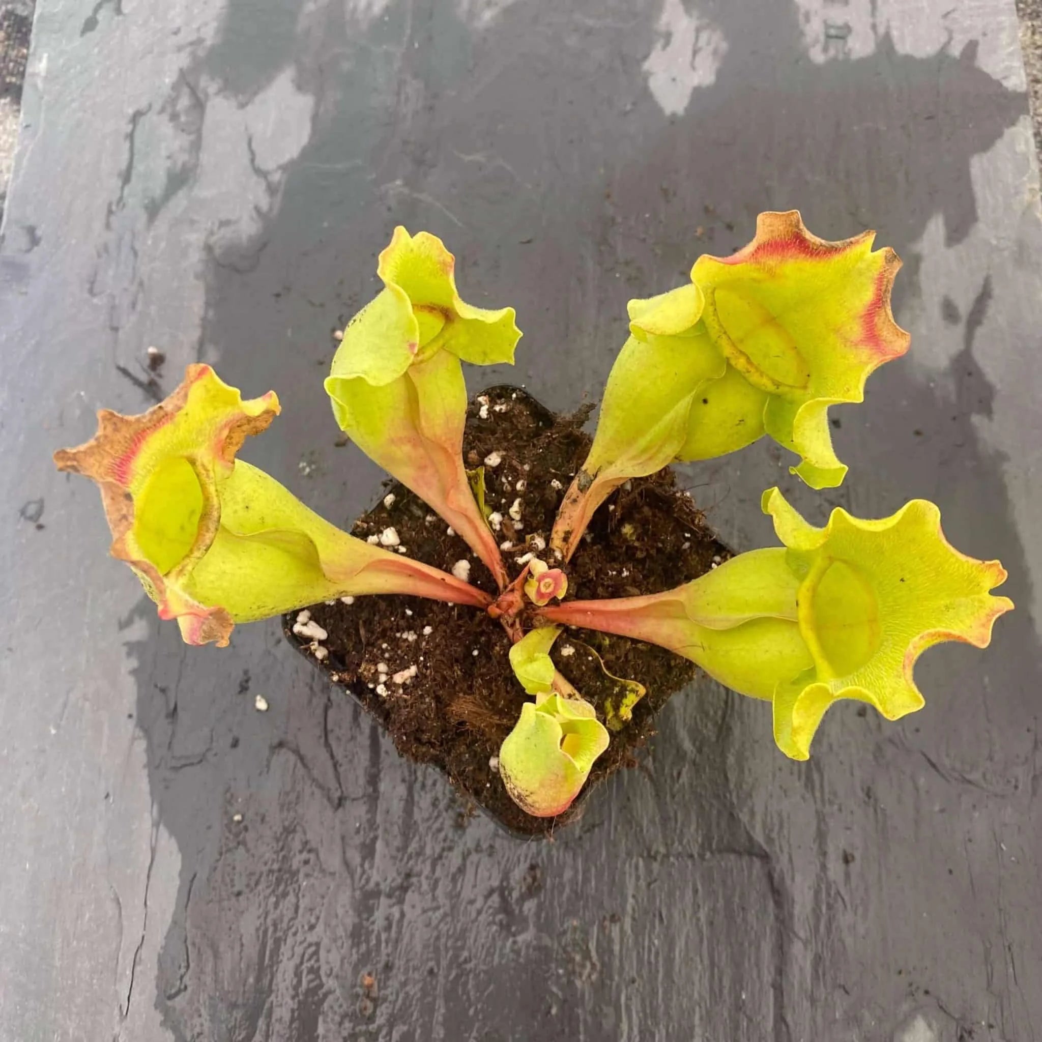 Sarracenia purpurea ssp. venosa var. burkei „Completely Veinless Plants“, 15-20 cmﾠ 大森食虫植物農園