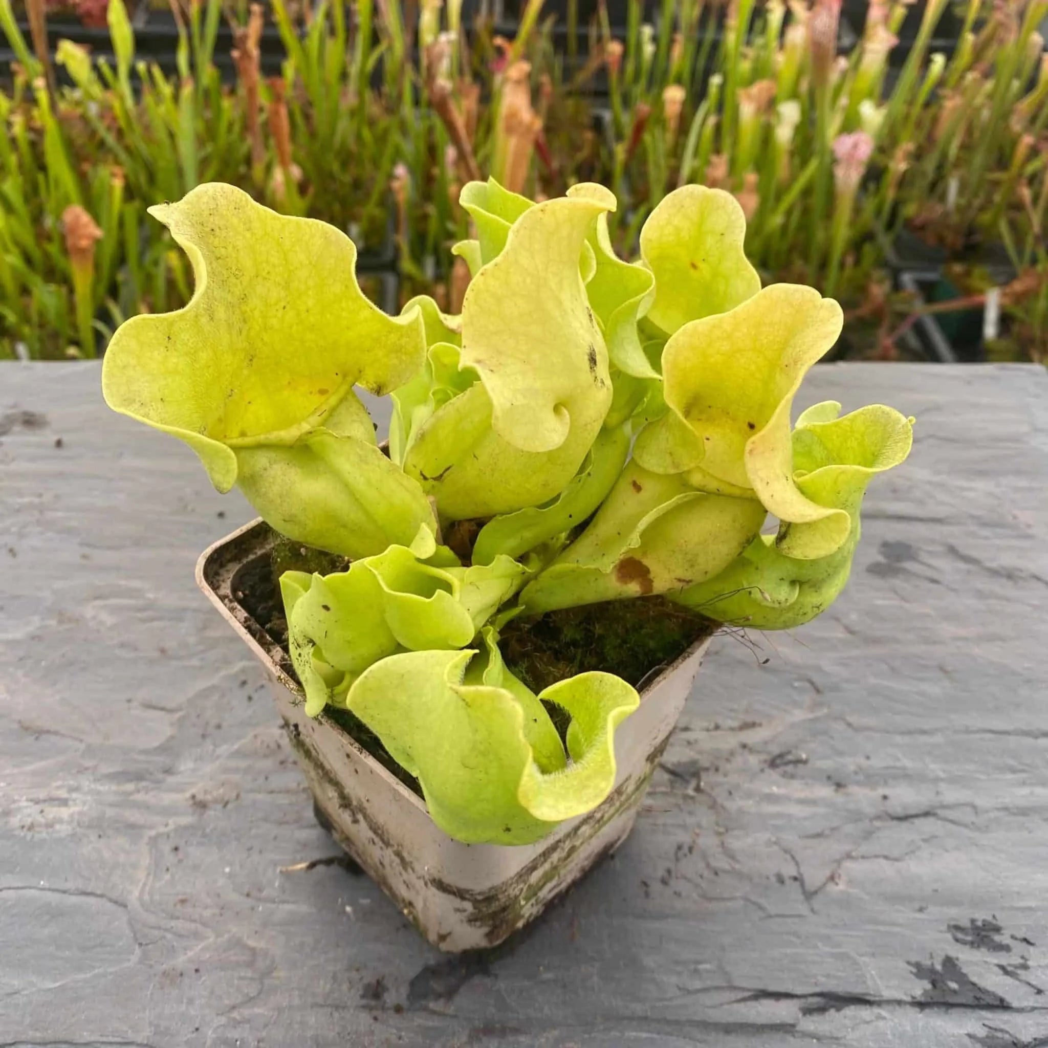 Sarracenia purpurea ssp. venosa var. burkei f. luteola, 12-15 cm 大森食虫植物農園