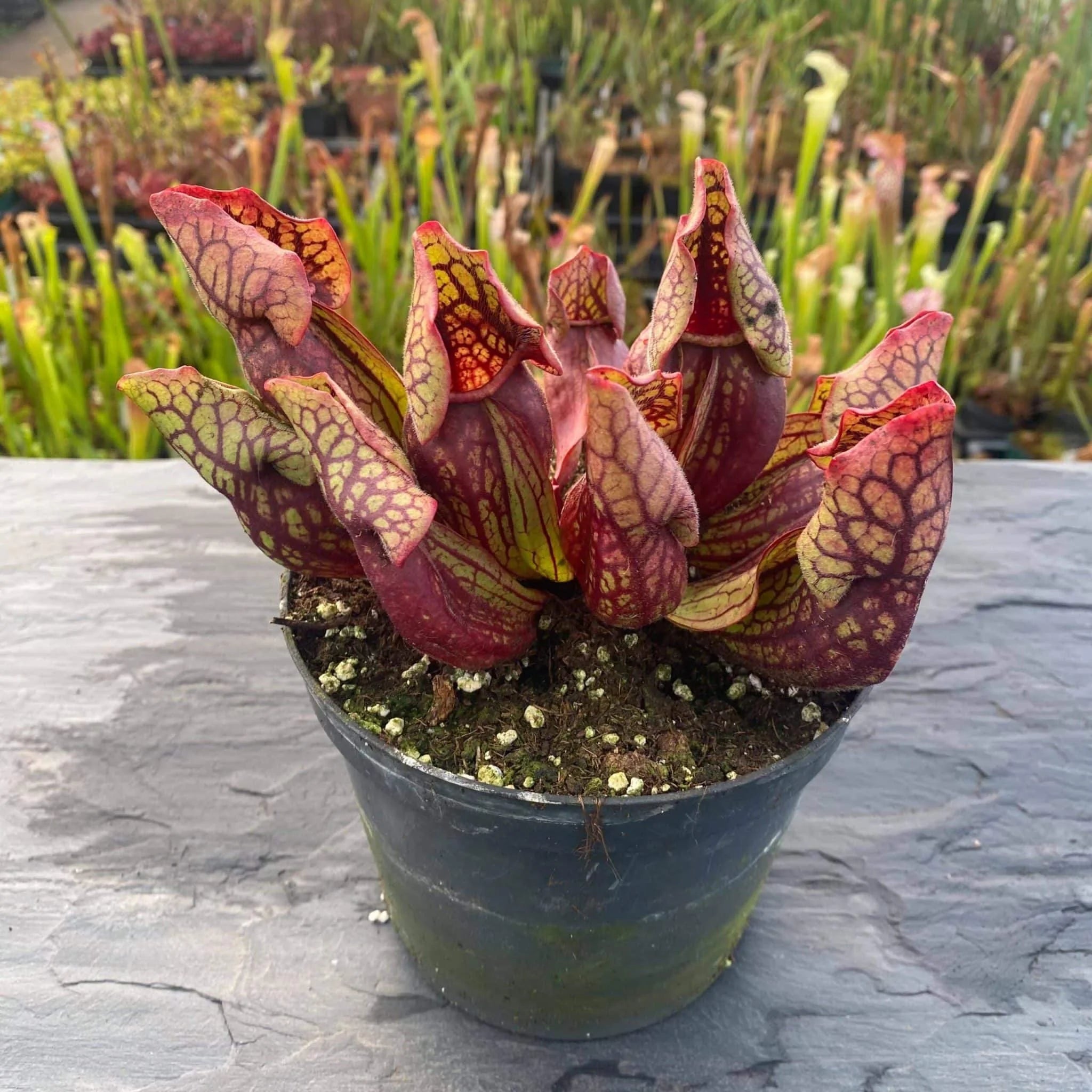 Sarracenia purpurea ssp. venosa var. montana Transylvania Co., 8-10 cm 大森食虫植物農園