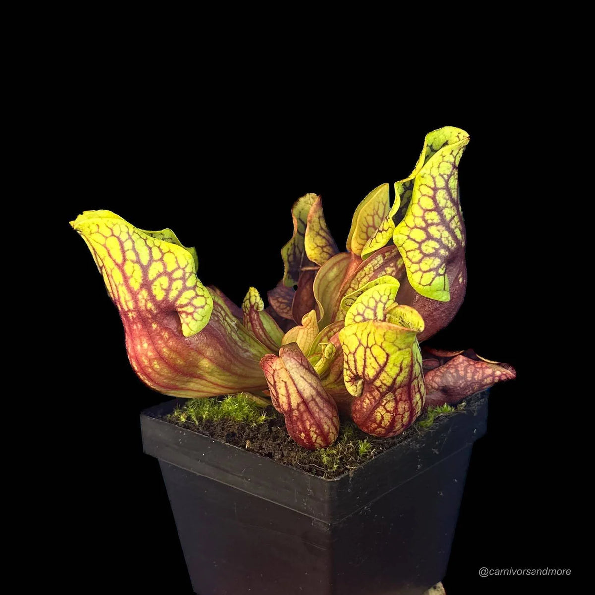 Sarracenia purpurea ssp. venosa var. montana Leiden x montana KPC, 10-12 cm 大森食虫植物農園