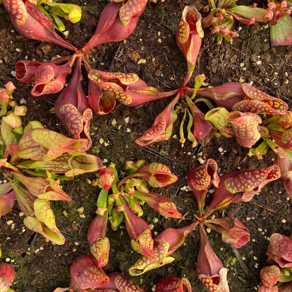 Sarracenia purpurea ssp. venosa var. montana Leiden x KPC M. Srba cross, 12-14 cm 大森食虫植物農園