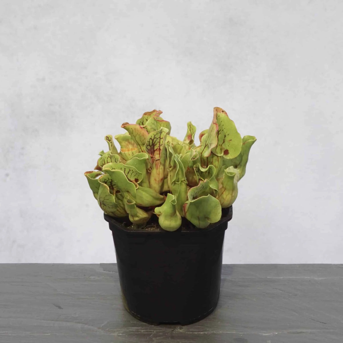 Sarracenia purpurea ssp. venosa var. montana, Oakey Mt, Rabun Co., Georgia, 10-12 cm 大森食虫植物農園