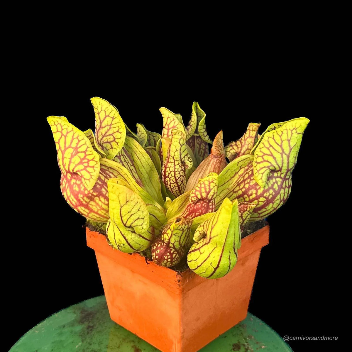 Sarracenia purpurea ssp. venosa var. montana MK PV19 x montana KPC, 10-12 cm 大森食虫植物農園