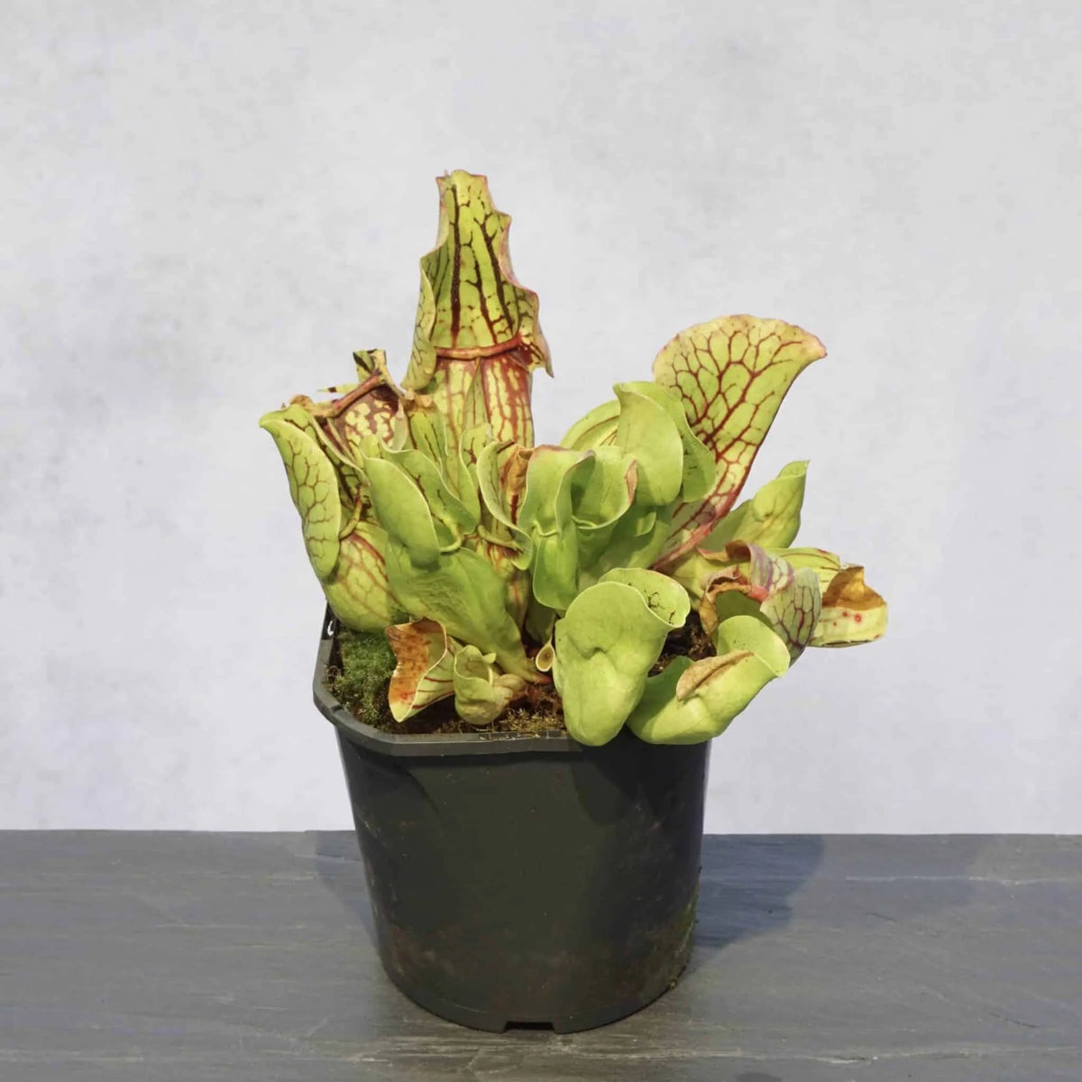 Sarracenia purpurea ssp. venosa var. montana, Oakey Mt, Rabun Co., Georgia, 20 cm 大森食虫植物農園